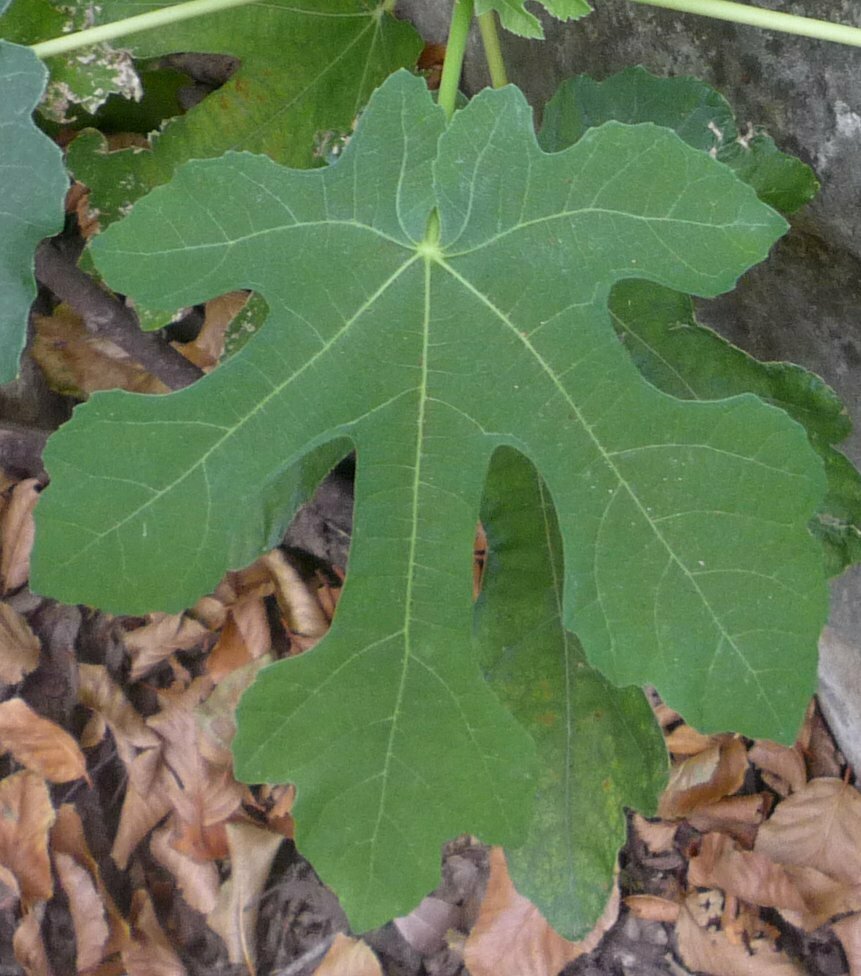 High Resolution Ficus carica Leaf